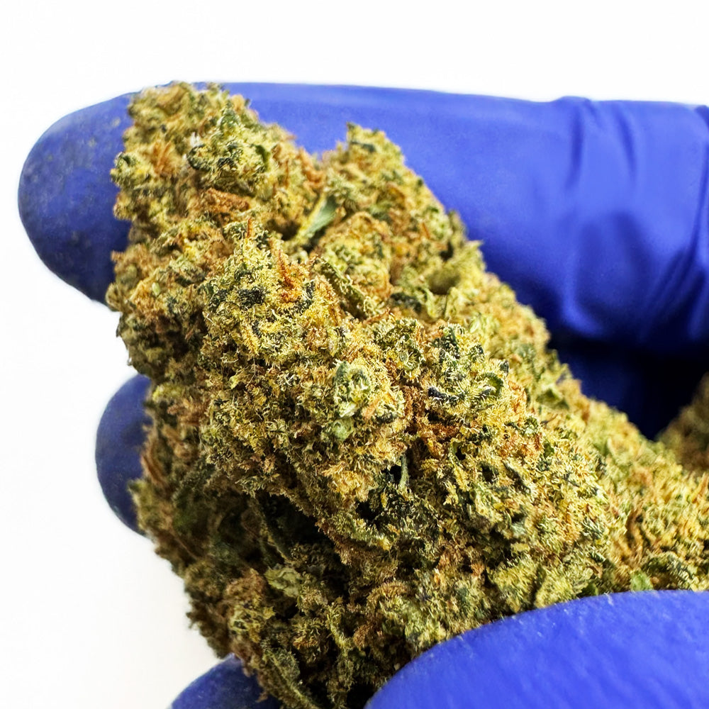 Blue Cake CBD - Indoor