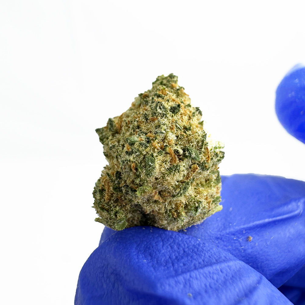 Small buds Lemon Popperz - Indoor — photo 3