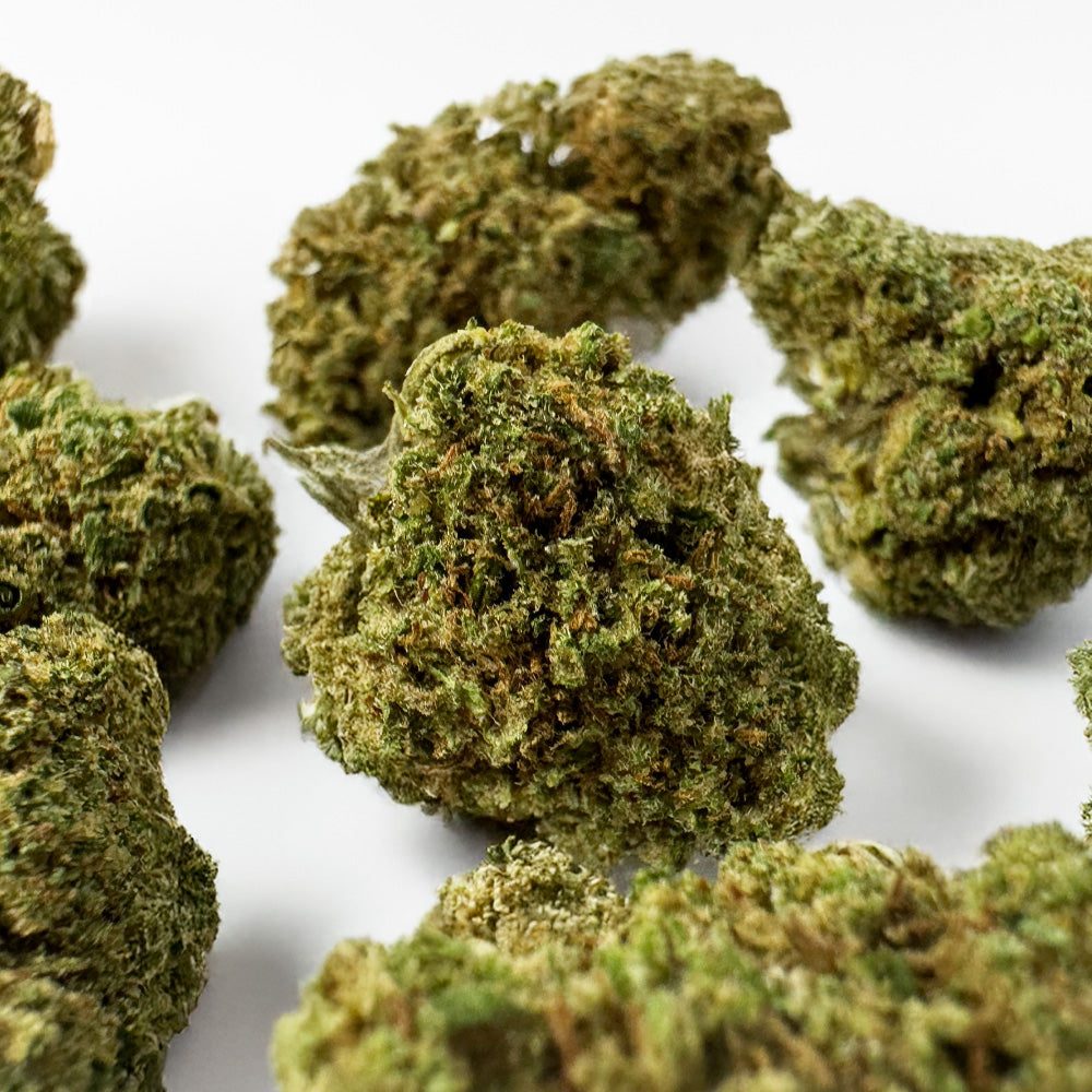 Small buds Fanta - Hybride