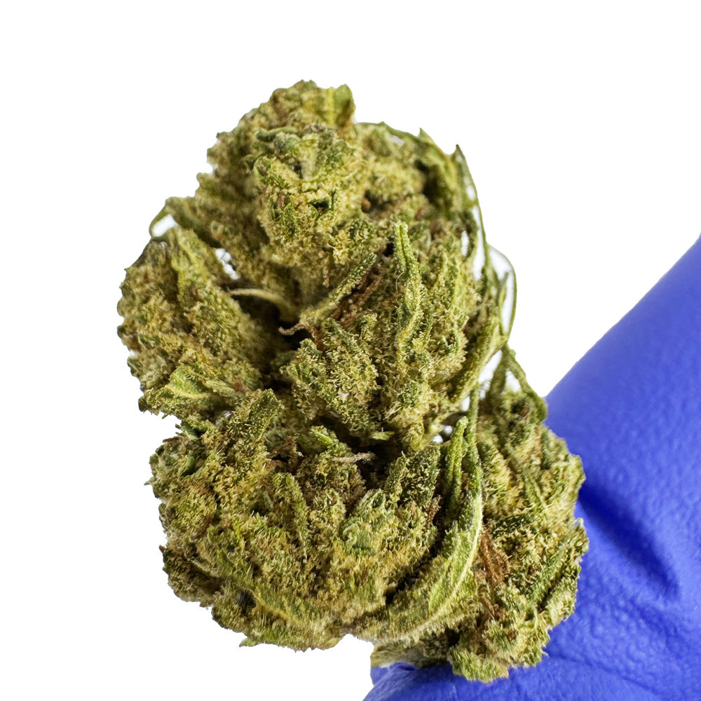 Small buds Gorilla Glue - Greenhouse