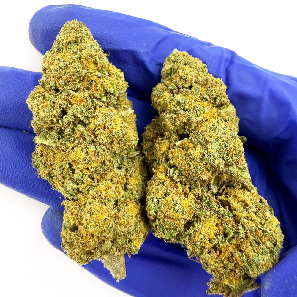 Orange Bud - Indoor