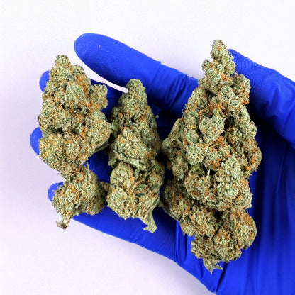 Amnesia JSH B1 CBD - Indoor