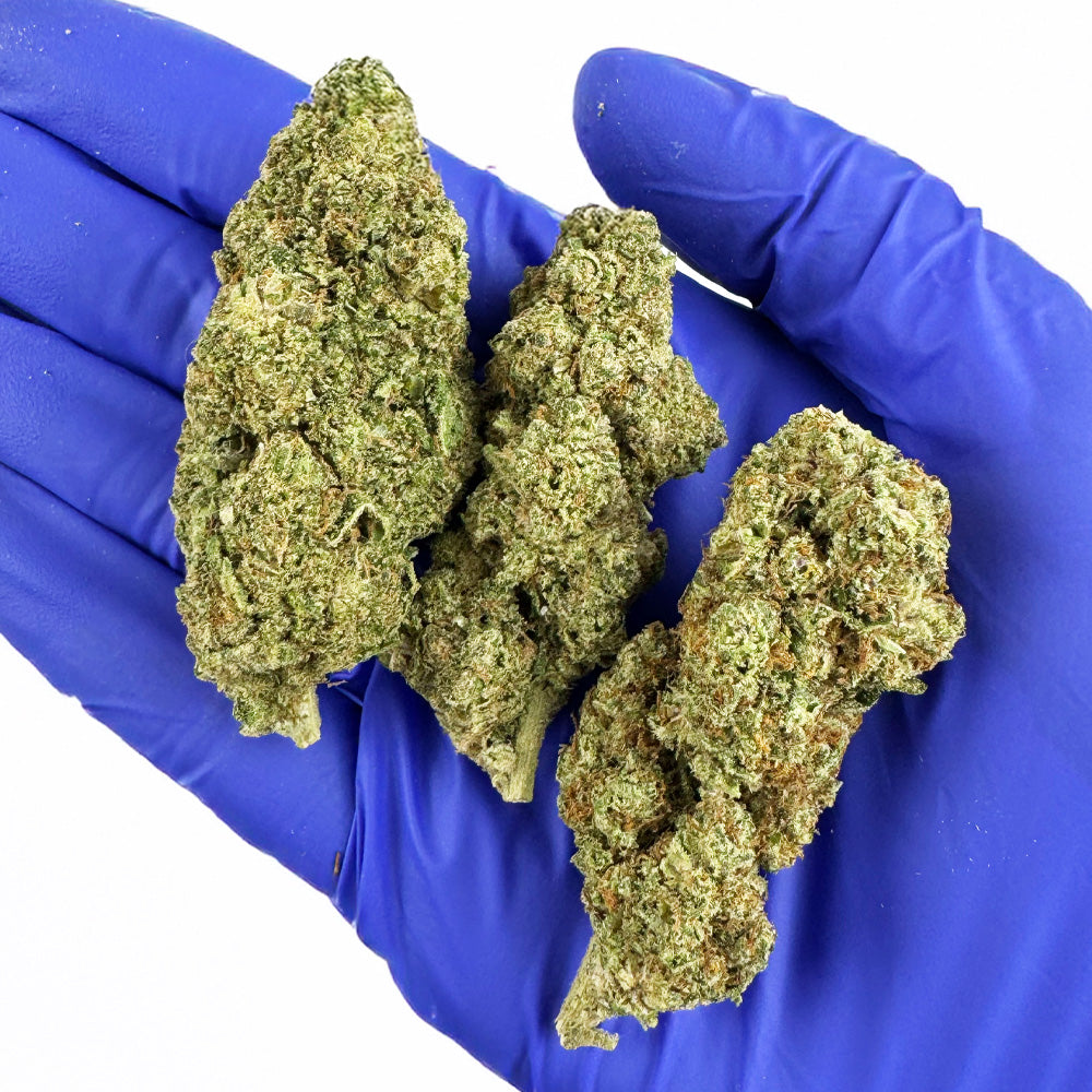 Apple Pie - Indoor