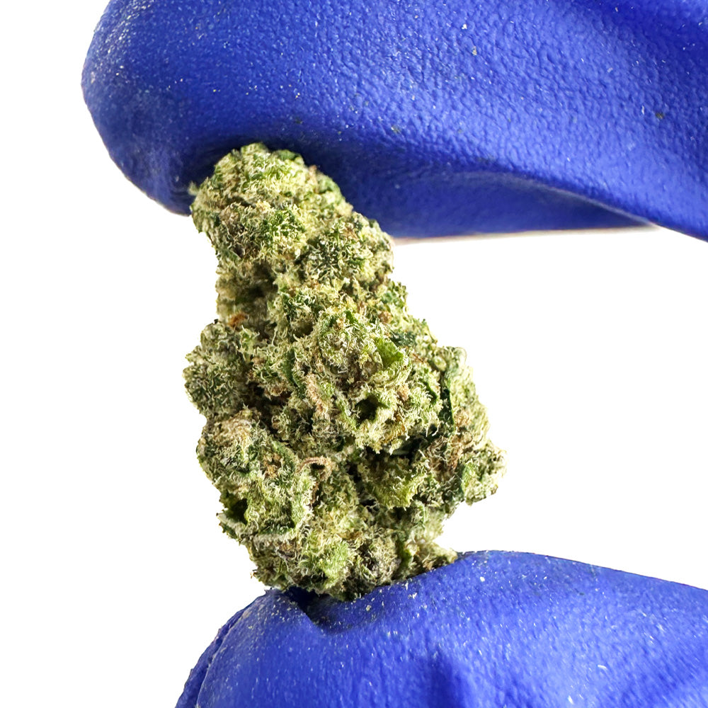 Small buds Apple Pie - Indoor