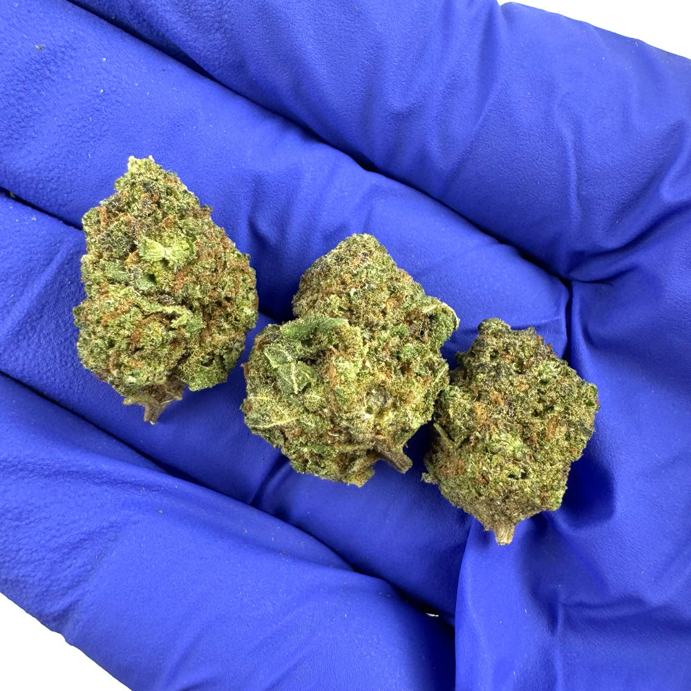 Small buds Blueberry Muffin #B2 - Indoor