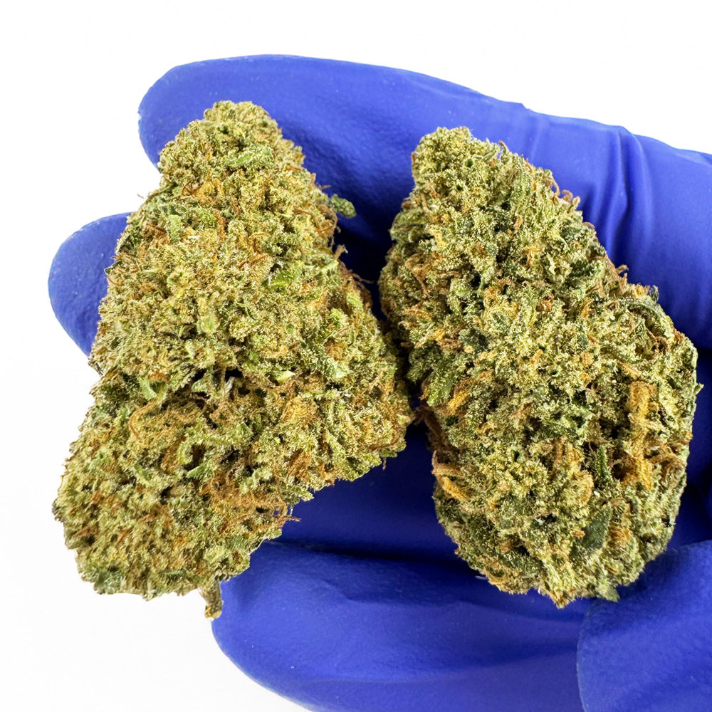 Cake Berry - Hybride US