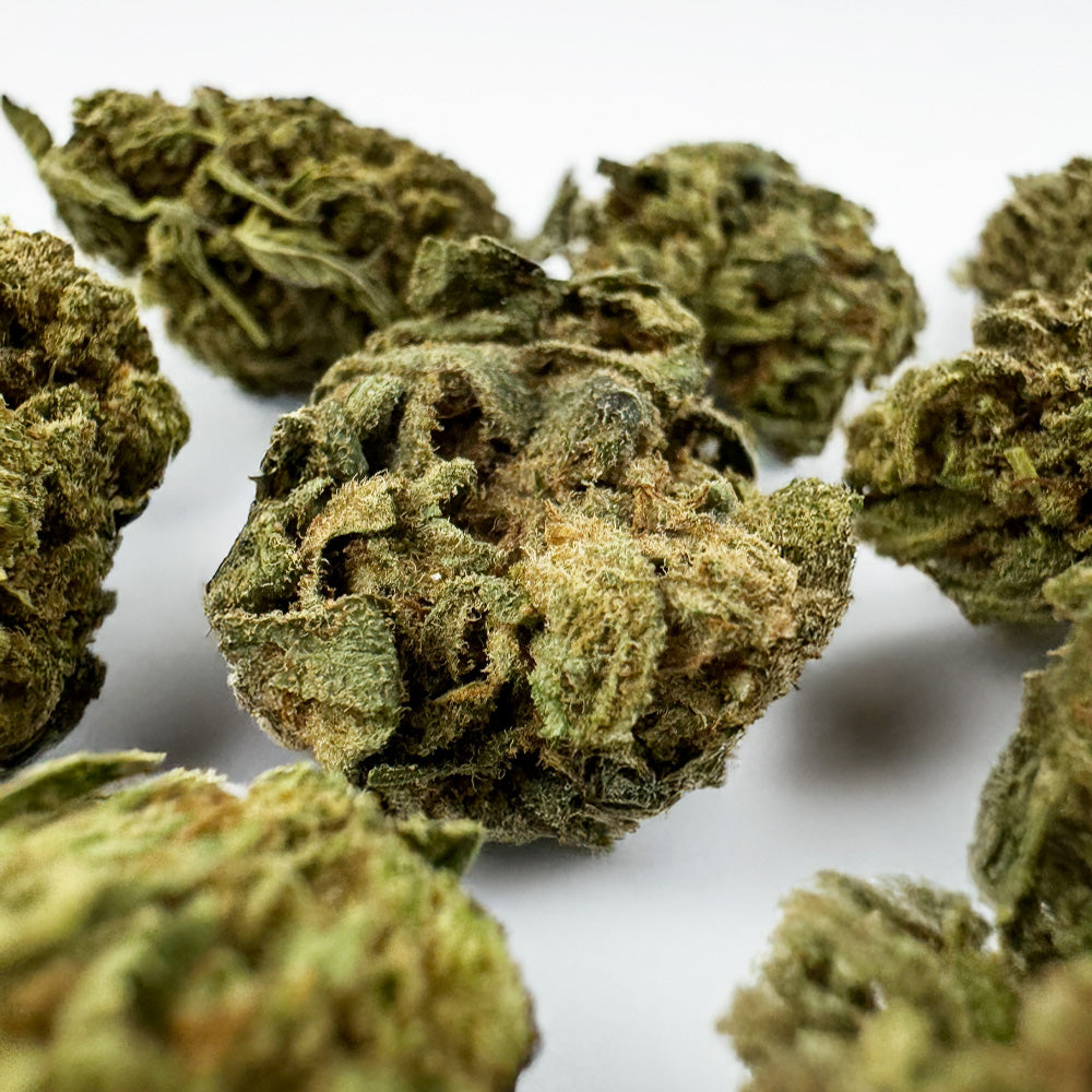 Small buds Gorilla Glue - Greenhouse