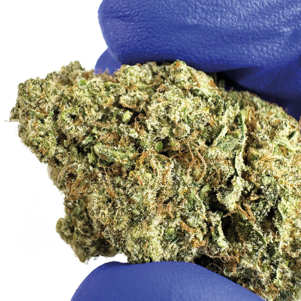 Guava Kush CBD - Indoor