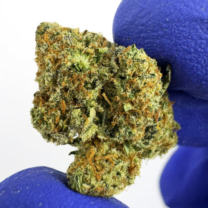 Small buds HQ Limo - Indoor