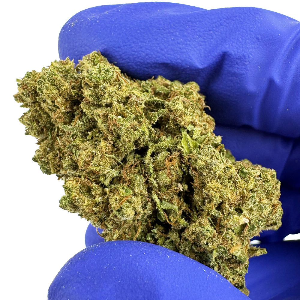 Harley Queen - Glasshouse