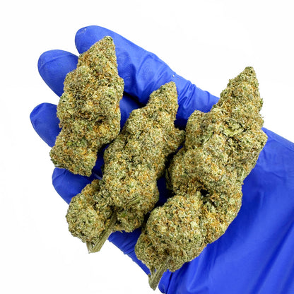 Lemon Popperz CBD - Indoor — photo 6
