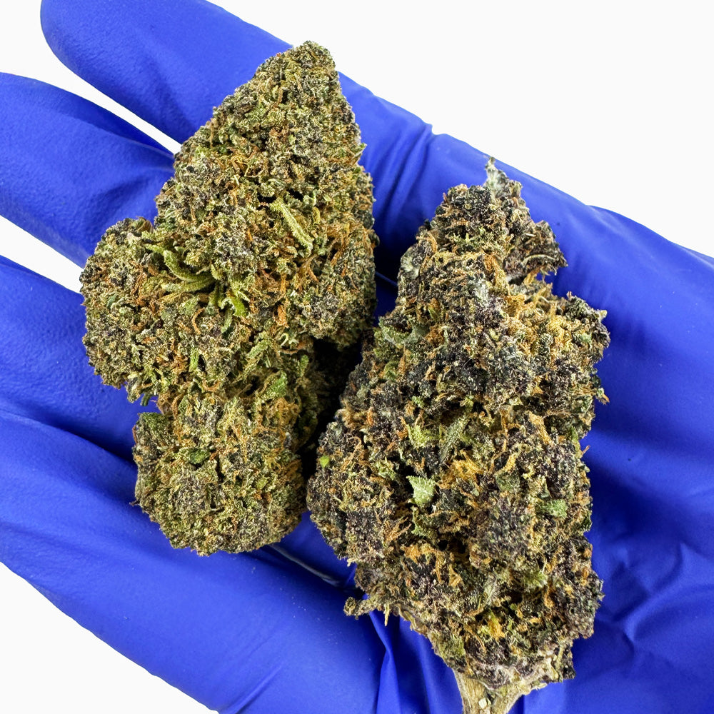 Legendary Platinium - Hybride USA