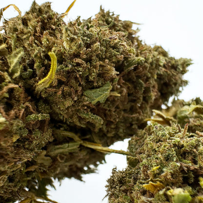 Lemon Tonic - Glasshouse