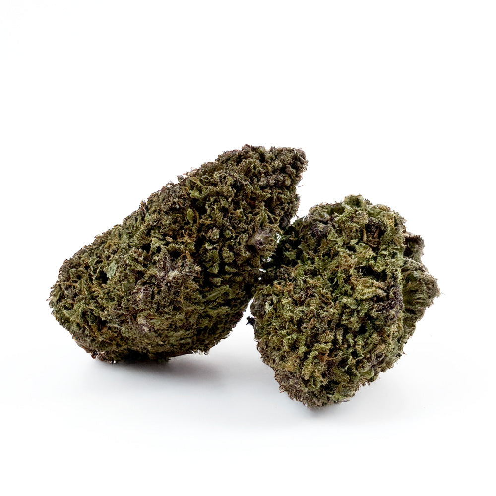 Purple Snowman - Hybride USA