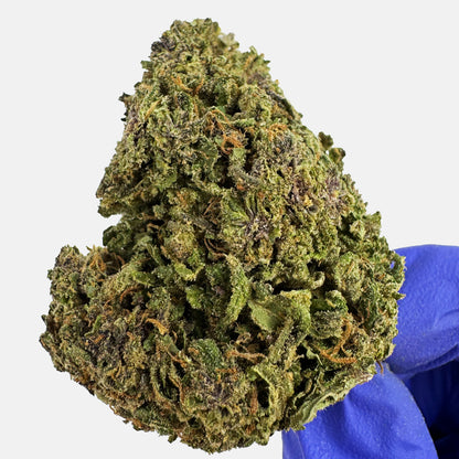 Purple Snowman - Hybride USA