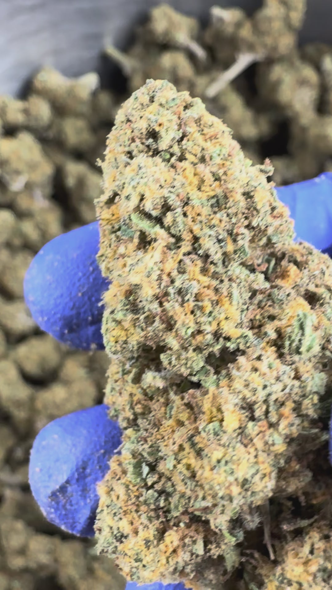 Charger la vidéo: Vidéo de présentation du Ice-O-Lator 40% CBD