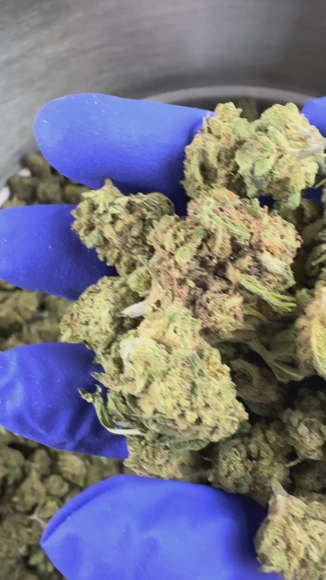 Charger la vidéo: Vidéo de présentation des Small Buds de Gorilla Glue Greenhouse