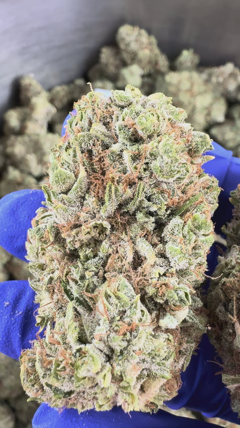 Sunset Sherbert CBD - Indoor — vidéo de présentation