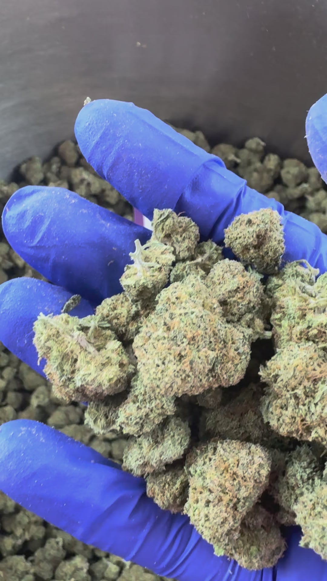 Charger la vidéo: Medium buds Plutonium - Indoor — vidéo de présentation