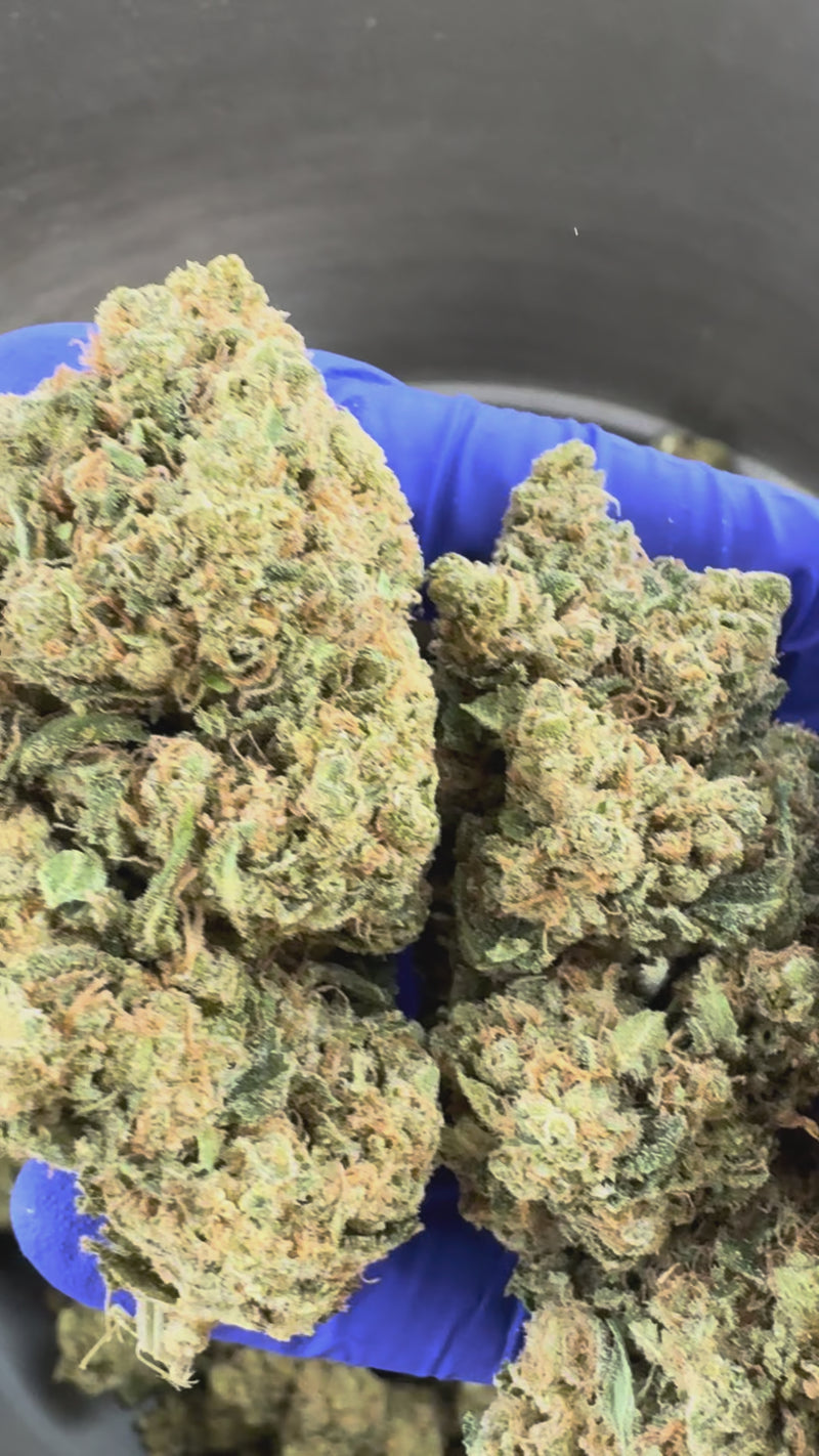 Amnesia HT CBD - Indoor — vidéo de présentation