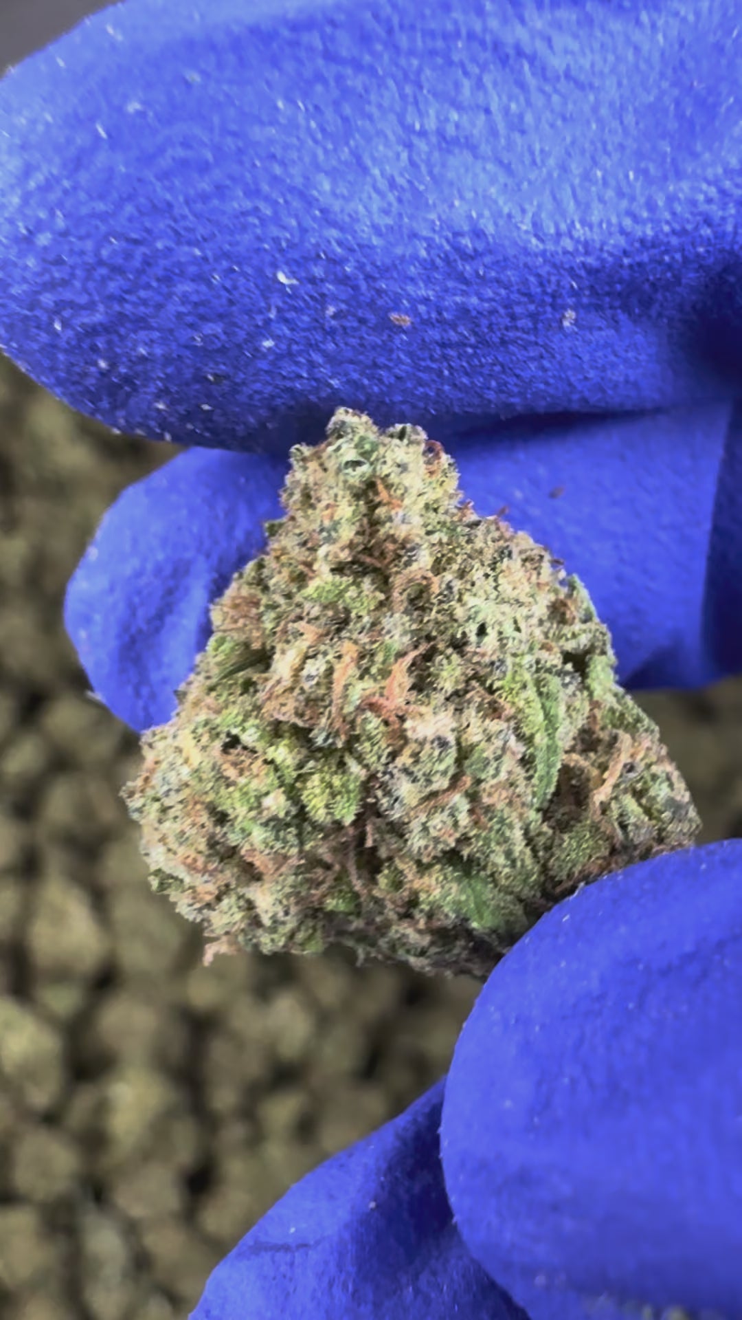 Charger la vidéo: Vidéo de présentation des Small Buds Sunset Sherbet CBD Indoor