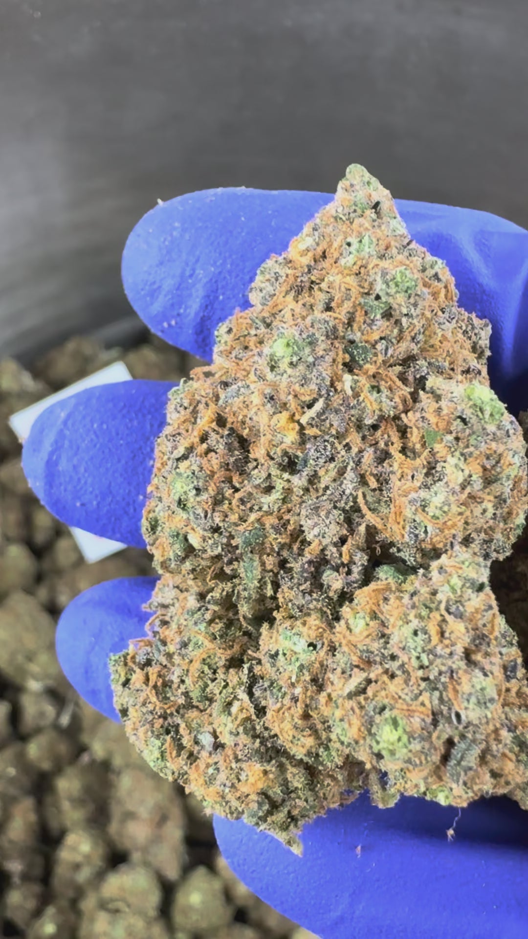 Charger la vidéo: Vidéo de présentation de la Purple Gaz CBD Indoor