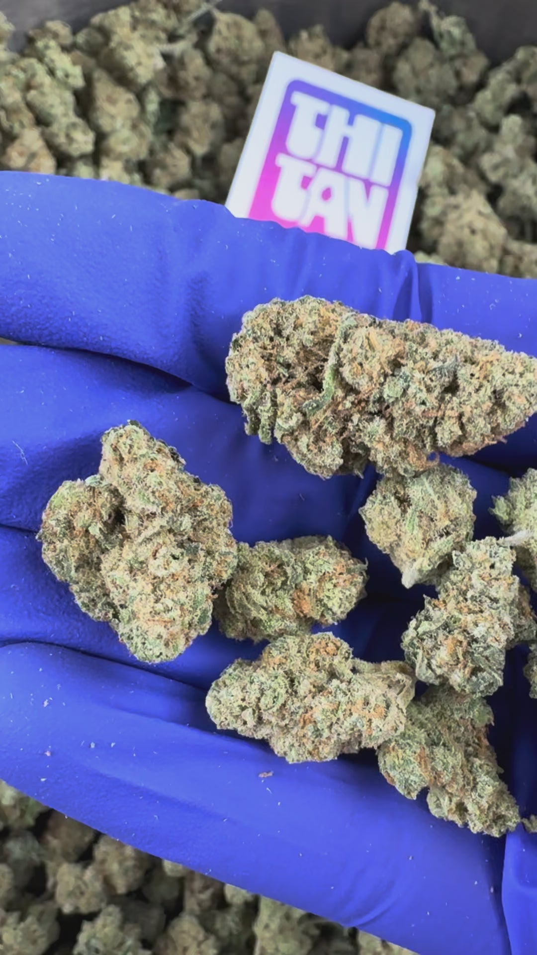 Charger la vidéo: Medium buds Amnesia JSH - Indoor — vidéo de présentation