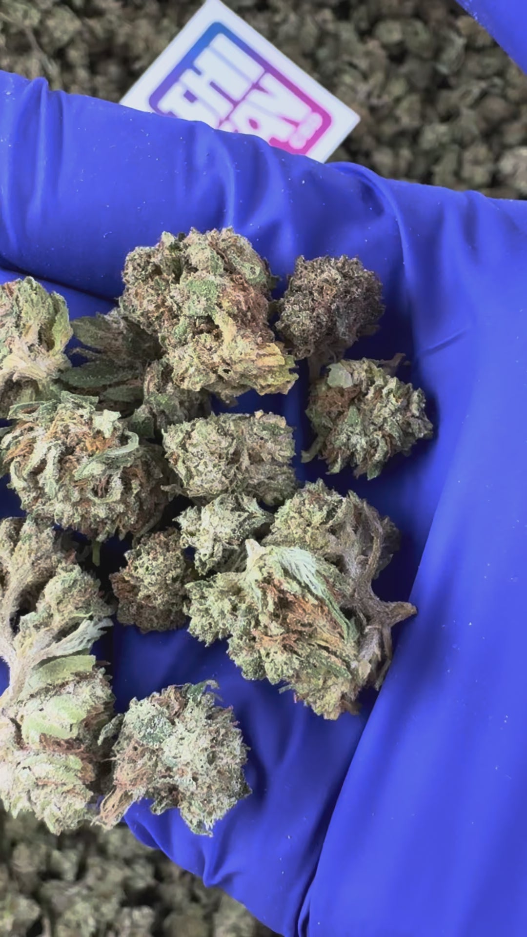 Charger la vidéo: Vidéo de présentation des Small Buds de Lemon OG Hybride USA