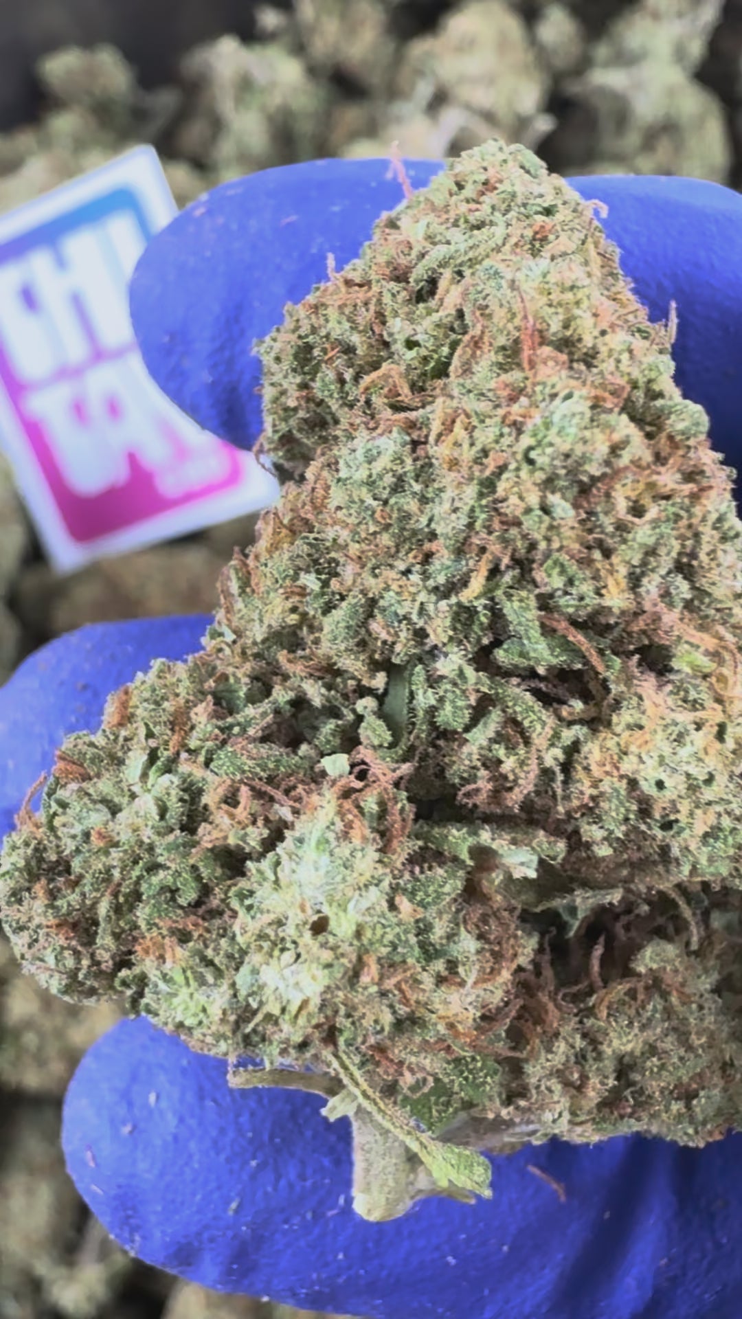 Charger la vidéo: Vidéo de présentation de la Banana Cream CBD Indoor